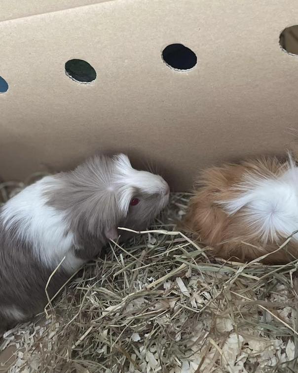 Our Banana Moon family has grown!